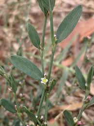 Image result for Polygonum aviculare