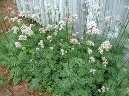 Image result for Valeriana capensis