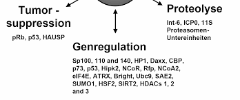 Complejo proteico que se encarga de realizar la degradación (reciclaje) de proteínas. Https Www Db Thueringen De Servlets Mcrfilenodeservlet Dbt Derivate 00011418 Dissertation Pdf