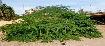 Image result for Faidherbia albida