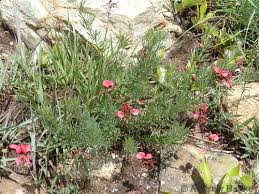 Image result for Indigofera hedyantha