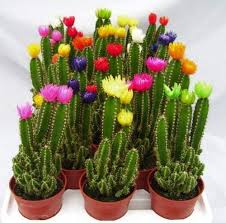 Cactus belongs to the succulents' group, plants that can absorb and store large amounts of water in their plant body and roots. Pegasus Flora Cereus Fairy Castle Cactus Plant Flower Cactus Clump Of Cactus With Nice Growth 1 Live Plant Pot Best For Garden Decor Amazon In Garden Outdoors