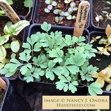 Image result for Xyris capnoides