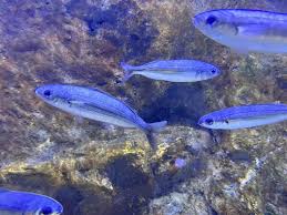 Image result for Boops boops