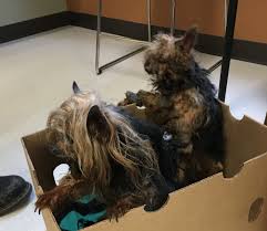 We have party yorkies as well as traditional. Senior Yorkies Found In Closed Box Near Multnomah Falls Koin Com