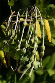 Image result for Sophora velutina