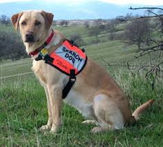 「Search and rescue dog」の画像検索結果