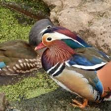Hasil Gambar Untuk Bebek Mandarin Bebek Mandarin Bebek Gambar