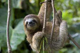 A Young Brown Throated Three Toed Sloth By Roy Toft Sloth Sloth Meme Three Toed Sloth