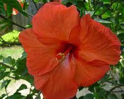 Flowers Names In Assamese Whatiscalled Com