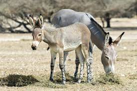 Facts About Donkeys Live Science