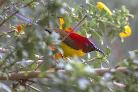 Long a sovereign political entity, sikkim became a protectorate of india in 1950 and an indian state in 1975. The Species Crimson Sunbird Had Been Photographed During The Birding Tour Of Goingwild In Khangchendzonga National Park West Alpine Ibex Bird Feathers Crimson