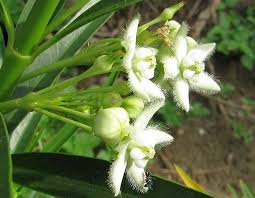 Image result for Kanahia laniflora