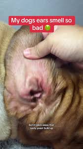 Image result for mold in the ear dog