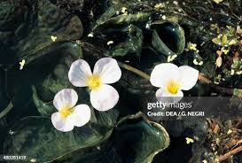 Image result for Hydrocharitaceae