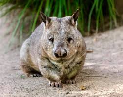 Image result for Southern hairy-nosed wombat