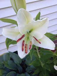 My Extremely Fragrant Casa Blanca Lily Oriental Lily Planting Flowers Flowers