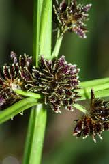 Image result for Schoenoplectus muriculatus