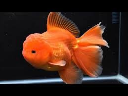 It is possible for your goldfish to die if you do an entire water change at once. Why Your Goldfish Died After A Water Change Youtube