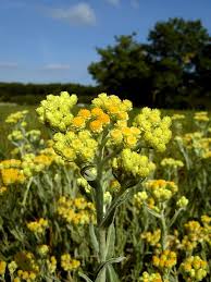 Image result for Helichrysum cephaloideum