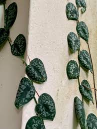 We did not find results for: Plantfiles Pictures Scindapsus Species Satin Pothos Silver Vine Scindapsus Pictus By Kell