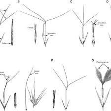 Image result for Sartidia angolensis
