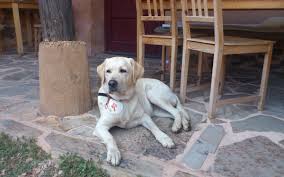 Tu casa rural en pirineo aragonés para disfrutar de la naturaleza y el turismo activo. Mascotas Las Aguedas Albergue Y Casa Rural