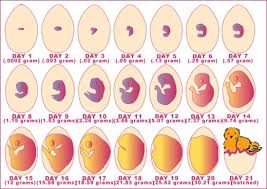 birth growth and developement matthews chicken blog