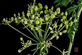 Image result for Conium