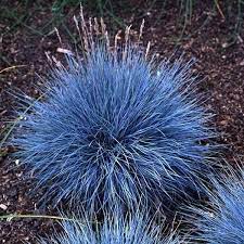 100pcs Blue Fescue Grass Seeds Perennial Hardy Ornamental Grass Home Garden Newchic Mobile Ornamental Grasses Fescue Grass Fescue Grass Seed