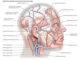 The difference in the structural characteristics of arteries, capillaries and veins is attributable to their respective functions. The Human Body Quiz Britannica