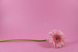 Tons of awesome pink flower wallpapers background to download for free. Beautiful Closeup Of Pink Flower On Pink Background Wallpaper Pink Flower Background Stock Photo Image Of Good Floral 148009990