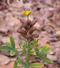 Image result for Crotalaria cylindrocarpa