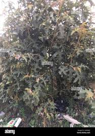 Image result for Solanum chrysotrichum