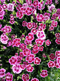 Dianthus + early spring crops 2021. Bright Pink Dianthus Flowers Variety Pink Kisses Stock Photo Picture And Royalty Free Image Image 104184363