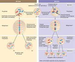 Mitosis And Meiosis Compared Meiosis Mitosis Mitosis Meiosis