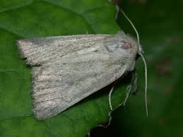 Image result for Photedes fluxa