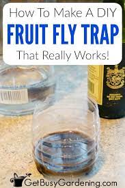 How To Make A Homemade Diy Fruit Fly Trap Fruit Fly Trap Diy Fruit Fly Trap Fruit Fly Trap Diy