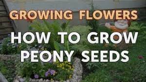 Quebec peony grower, lindsay d'aoust, provides detailed instructions for growing these plants from seeds (link opens in a new browser window). How To Grow Peony Seeds Youtube