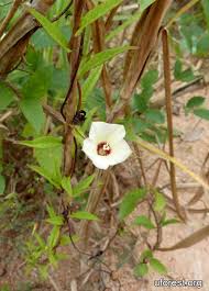 Image result for Xenostegia