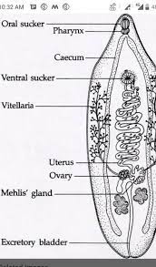 For example, grazing by the most. Well Labelled Diagram Of Liver Fluke Phylum Platyhelminthes Biology For Majors Ii A Common Parasite Of Cattle And Sheep In Temperate Climates Londa Garst