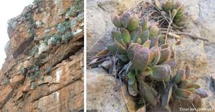 Image result for Grona setigera