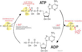 Atp The Fuel That Powers Our Cells Learn How To Feed A Brain Organic Chemistry Study Atp Biology Organic Molecules