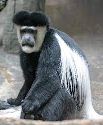 We did not find results for: Mantled Guereza Wikipedia