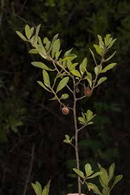 Image result for Diospyros lycioides