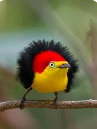 Bird On A Wire Movie Review Pin By Bill Rocklin On Uccelli Wild Birds Photography Beautiful Birds Wild Birds Backyards