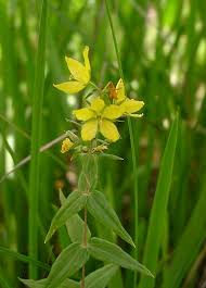 Image result for Lysimachia ruhmeriana