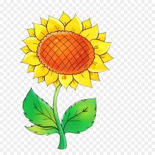 Unduh dan gunakan 100.000+ foto stok bunga matahari secara gratis. Umum Bunga Matahari Bunga Potong Pabrik Batang Gambar Png