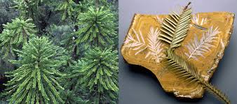 Image result for Fern Green 1994 Reliant