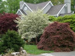 Landcape, garden, tree, pokok, landskap, hiasan pejabat, hiasan halaman rumah. Pokok Hiasan Untuk Taman Nama Penerangan Dan Gambar Pohon Yang Paling Indah Untuk Reka Bentuk Landskap